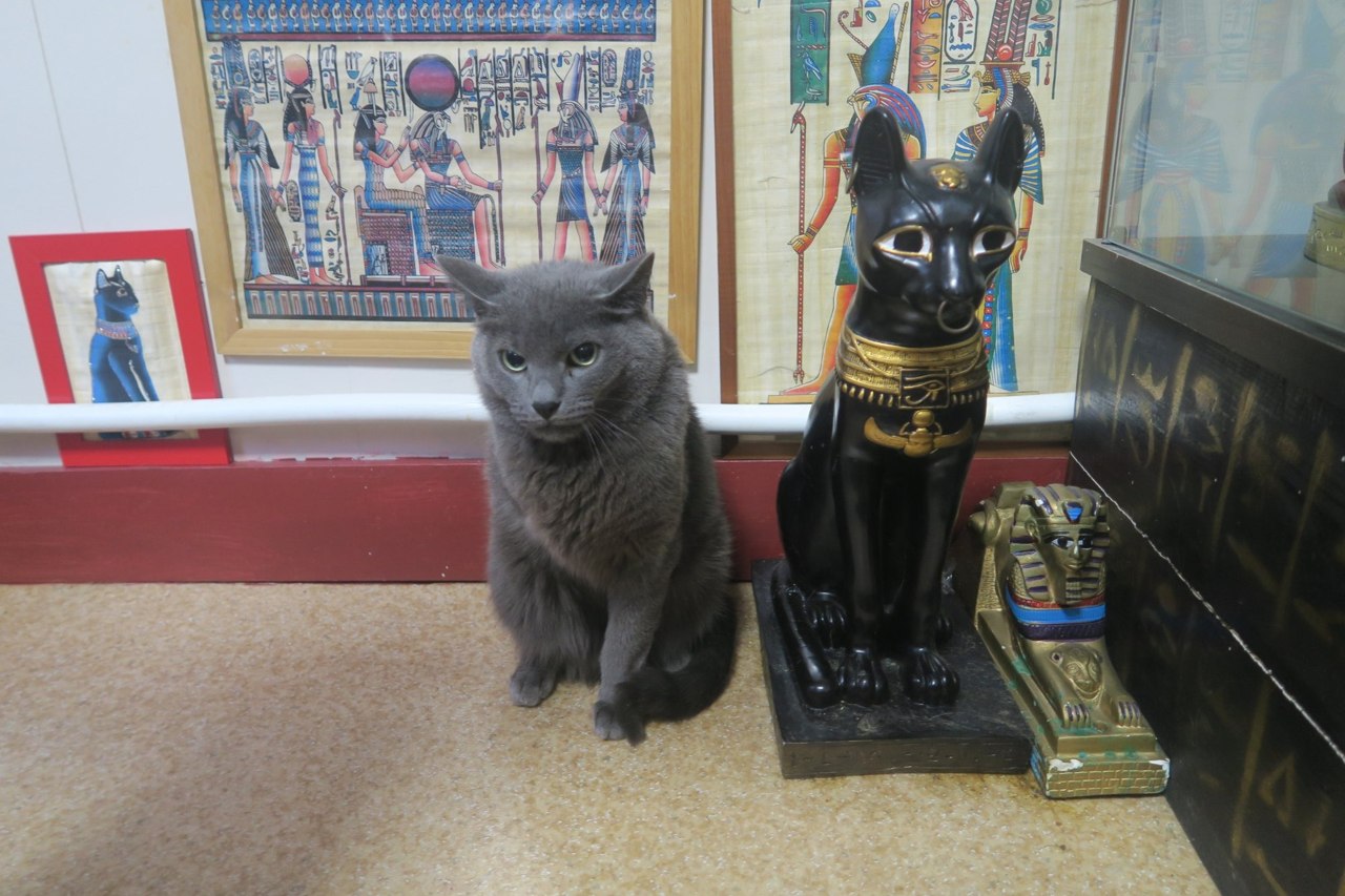 музей кошек